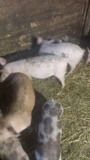 Purcei de vânzare - imagine 4