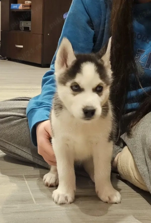 Pui Husky Siberian iubitori, cautam familie - imagine 4