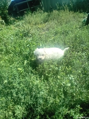 Bichon maltese - imagine 2