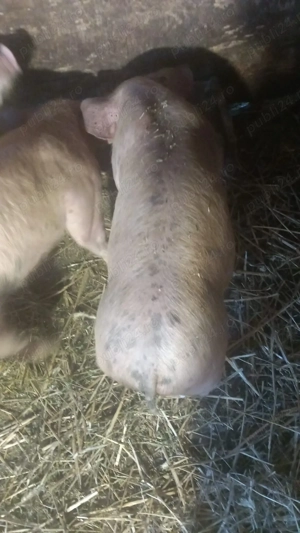 Purcei de vânzare - imagine 5