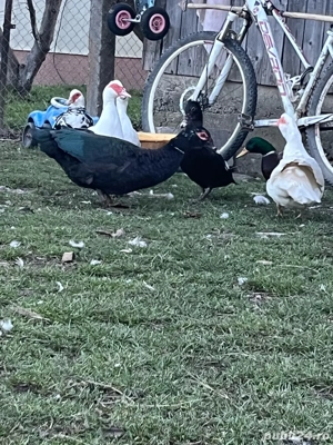 Rațe mute de vânzare 