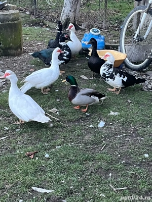 Rațe mute de vânzare  - imagine 5