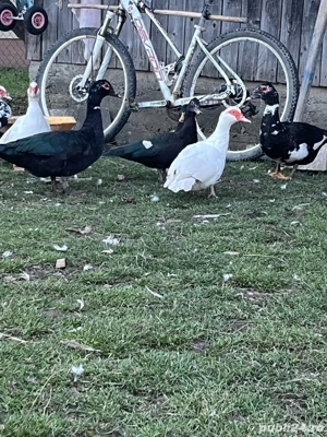 Rațe mute de vânzare  - imagine 3