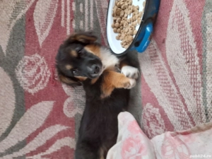 caței spre adopție - imagine 4