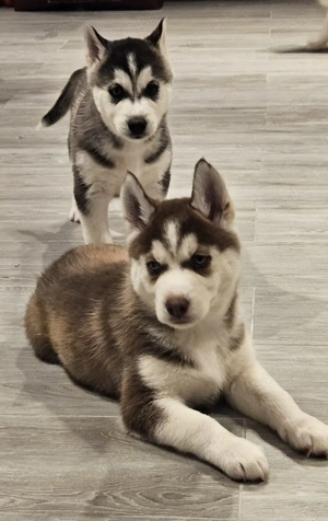 Pui Husky Siberian iubitori, cautam familie - imagine 5