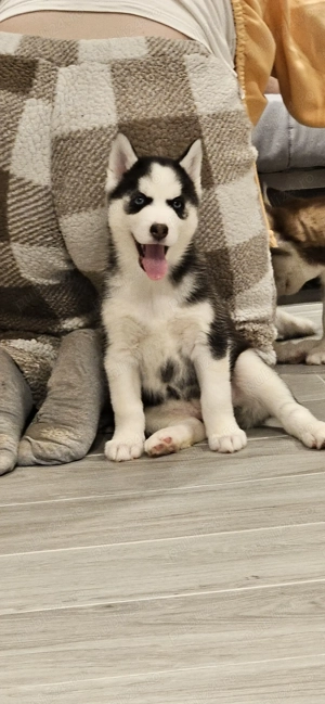 Pui Husky Siberian iubitori, cautam familie - imagine 7