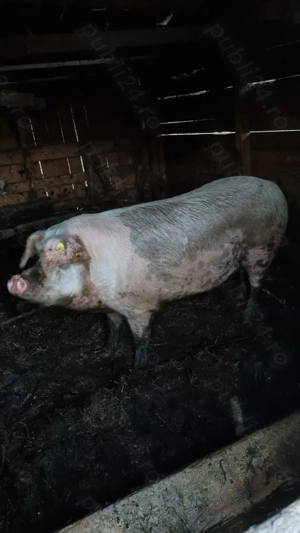 Porc de vânzare 