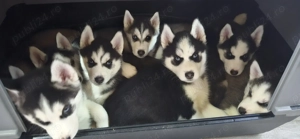 Pui Husky Siberian iubitori, cautam familie - imagine 3