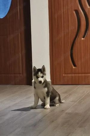 Pui Husky Siberian iubitori, cautam familie - imagine 6