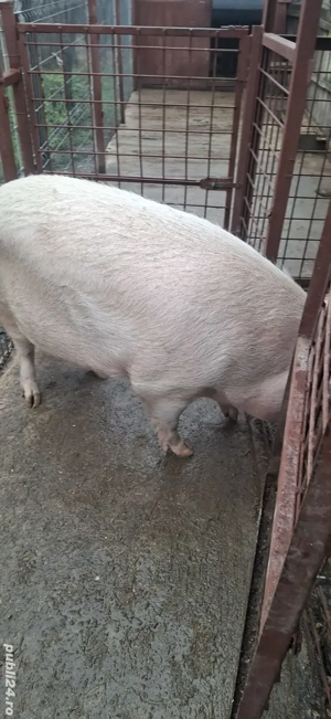 Porc de vanzare - imagine 4