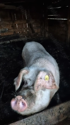 Porc de vânzare  - imagine 4