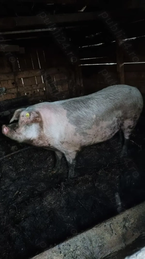 Porc de vânzare  - imagine 5