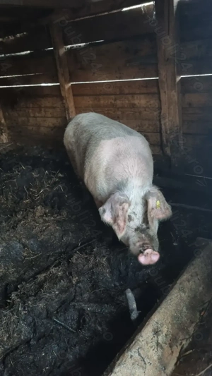 Porc de vânzare  - imagine 3