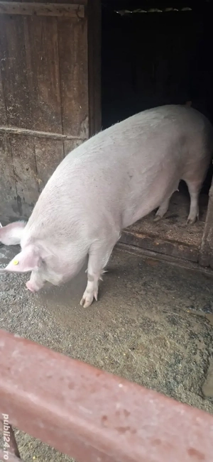 Porc de vanzare - imagine 2