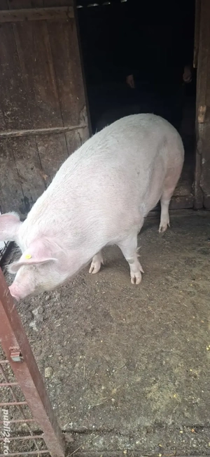 Porc de vanzare - imagine 3