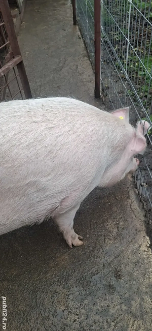 Porc de vanzare - imagine 5