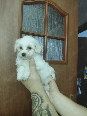 Bichon maltez dragalasi