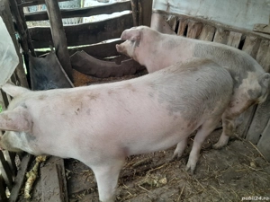 Vand 2 porci - imagine 3