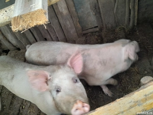 Vand 2 porci - imagine 2