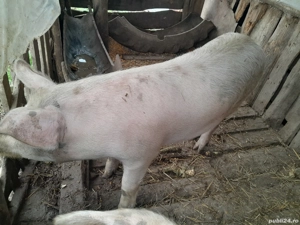 Vand 2 porci - imagine 4