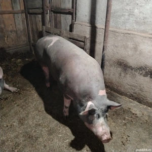 2 porci de vânzare 