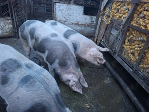 Vand 2 porci de Craciun 180 kg  - imagine 3