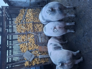 Vand 2 porci de Craciun 180 kg  - imagine 4