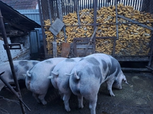 Vand 2 porci de Craciun 180 kg  - imagine 2