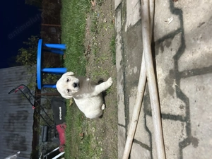 Căței golden retriever - imagine 2