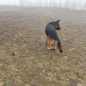 masculu vîrsta 2 ani - imagine 3