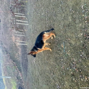 masculu vîrsta 2 ani - imagine 2