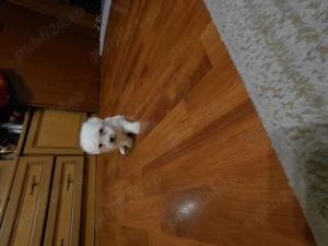 Bichon maltez vaccinat si deparazitat - imagine 2