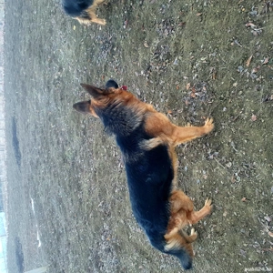 masculu vîrsta 2 ani