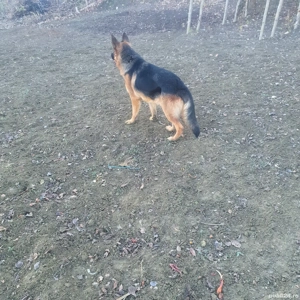 masculu vîrsta 2 ani - imagine 4