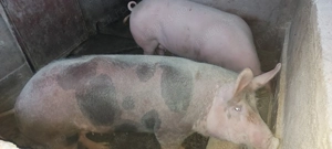 Porci de vânzare 