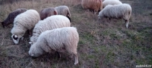 oi de vanzare - imagine 2