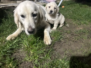 Căței golden retriever - imagine 5