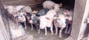 vand purcei si unu gras la 130kg