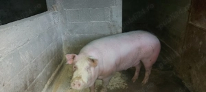 Porc de vanzare  - imagine 2