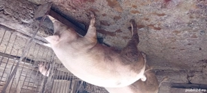 vand purcei si unu gras la 130kg - imagine 2