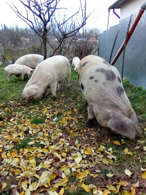 Vand porc de gradina 20 lei kg 