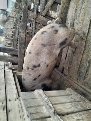 Porci crescuți la curte