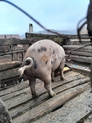 Vând porci 15 lei kg - imagine 4