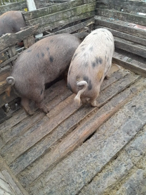 Vând porci 15 lei kg - imagine 2