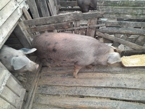 Vând porci 15 lei kg - imagine 3