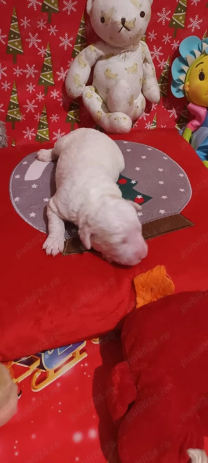 vand catelusi lagotto romagnolo  - imagine 4