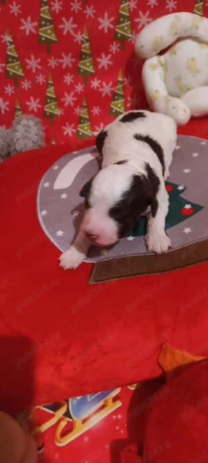 vand catelusi lagotto romagnolo  - imagine 2