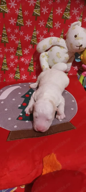 vand catelusi lagotto romagnolo  - imagine 3