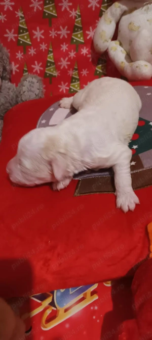 vand catelusi lagotto romagnolo 