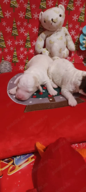 vand catelusi lagotto romagnolo  - imagine 5